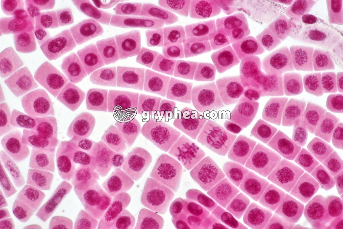 Mitoses dans cellules dilacérées de racine d'Ail x100 - gryphea.com